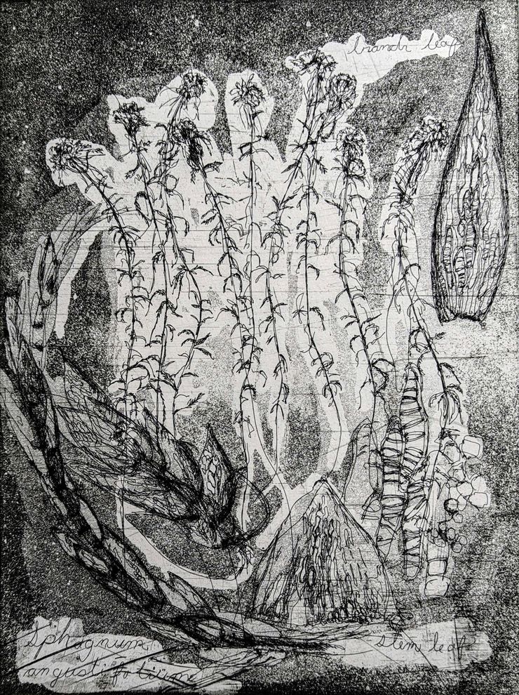 <b>In the Light of the Fen, 9x12”, 2024, Etching, Ink on Paper, 2024</b></br>The nearly life-sized plants in this piece were sketched onto a copper plate using an etching needle. I referenced micrographs of various plant parts—branch leaves, stem leaves, and spreading branches—creating a composition that merges science and artistic exploration. This piece serves as a study in light, value, and form, reflecting both botanical observation and creative interpretation. 